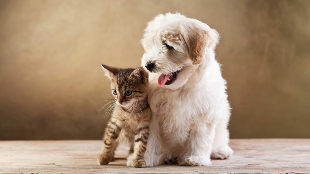 Se você possui cachorro e gato em casa, precisa saber dessa informação