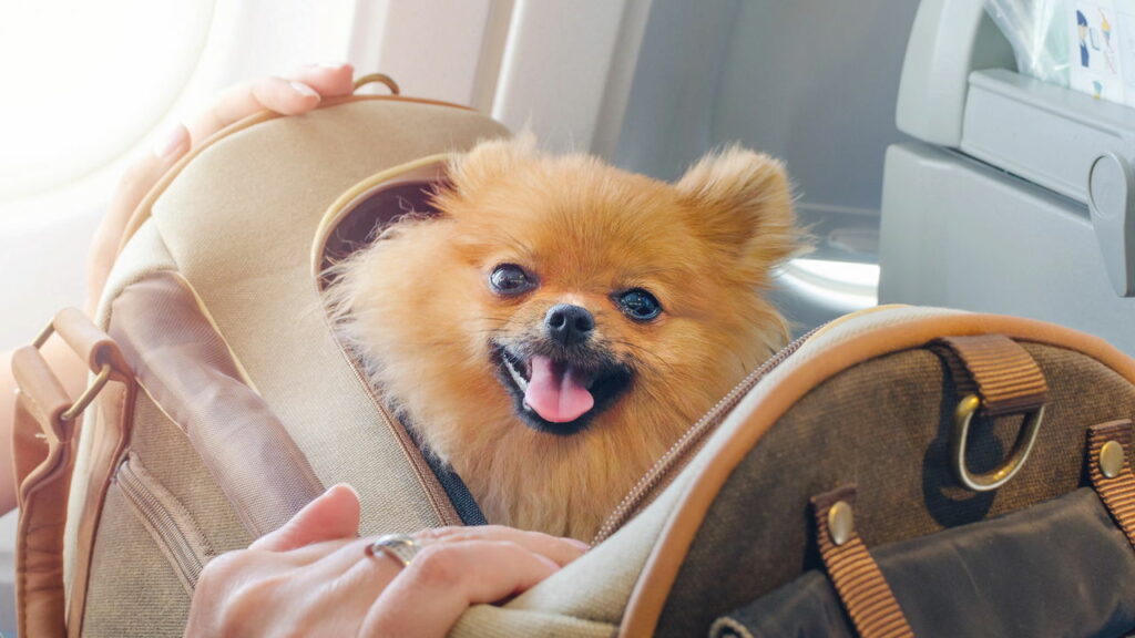 O melhor guia para viajar com pets grandes sem estresse no avião