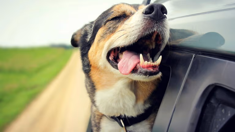 Dicas para transportar pets com conforto e segurança no veículo
