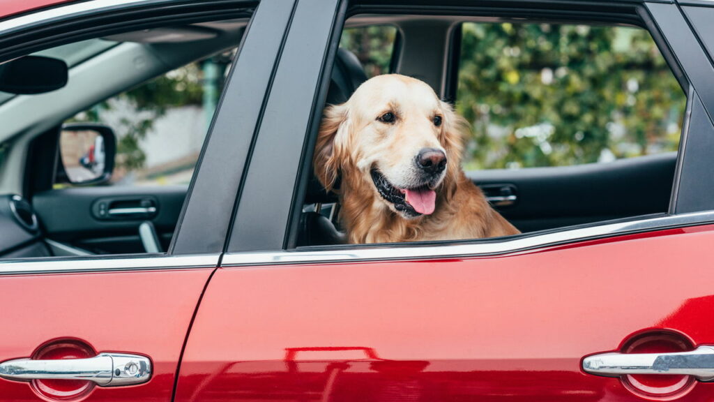 Dicas para transportar pets com conforto e segurança no veículo