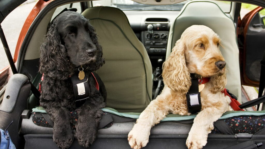 Dicas para transportar pets com conforto e segurança no veículo