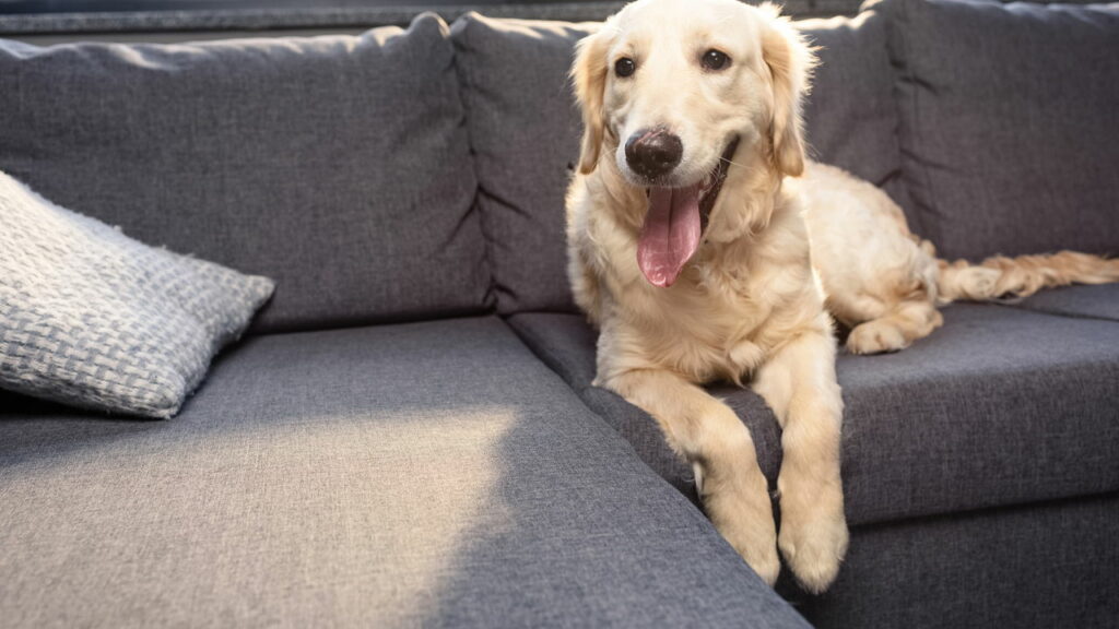 O que seu cão assiste na TV? Entenda o que isso revela sobre a personalidade dele