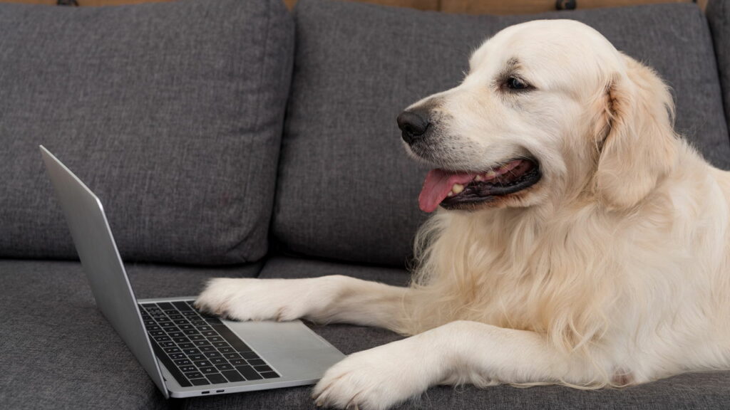 O que seu cão assiste na TV? Entenda o que isso revela sobre a personalidade dele