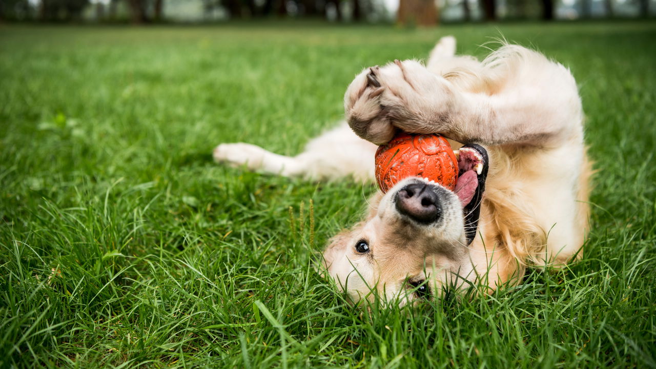Como saber se seu favored  é feliz dentro de casa segundo veterinários