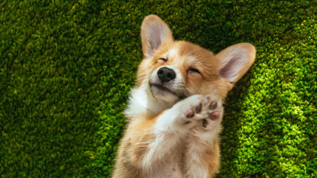Os cães realmente “julgam” as pessoas? Veja o que diz a ciência