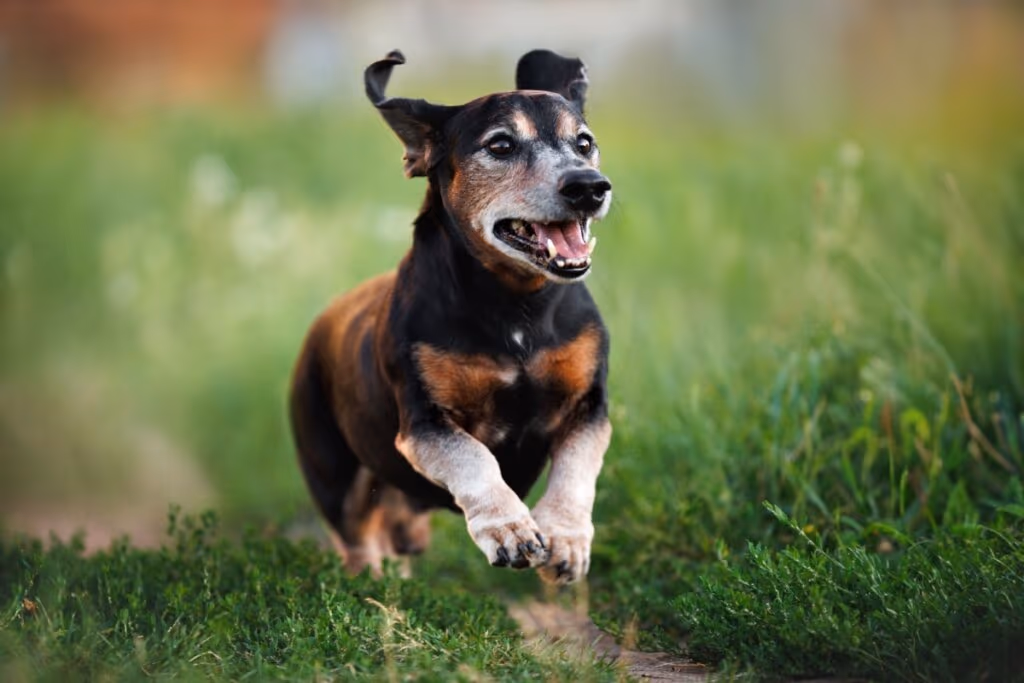 10 nomes para cachorros com muita energia 