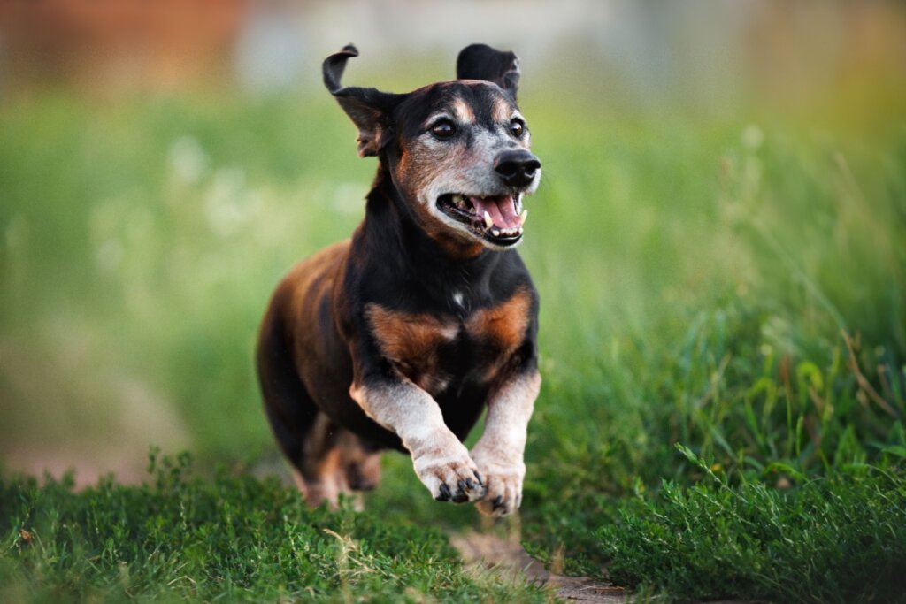 10 nomes para cachorros com muita energia 