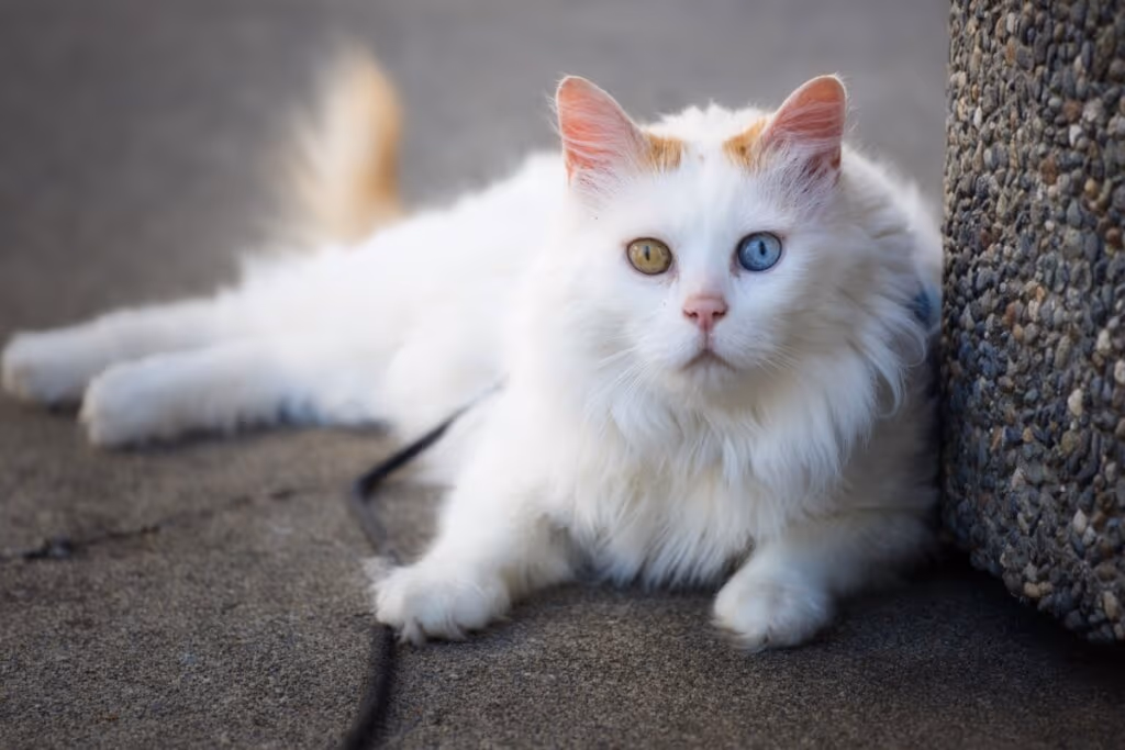 4 características do gato da raça van turco 