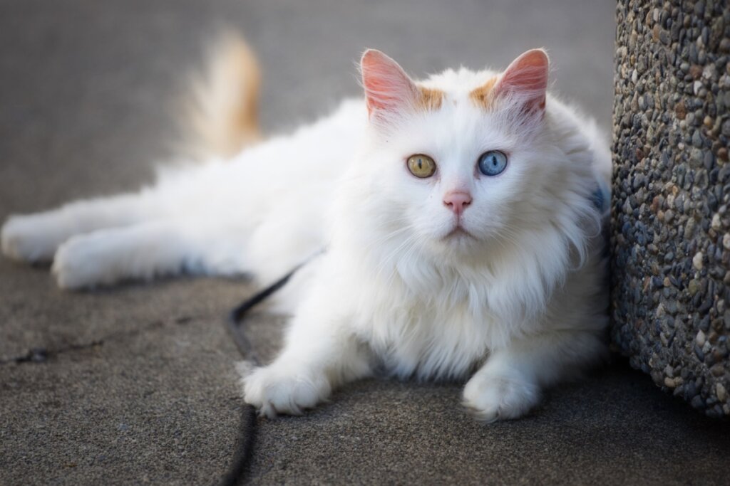 4 características do gato da raça van turco 
