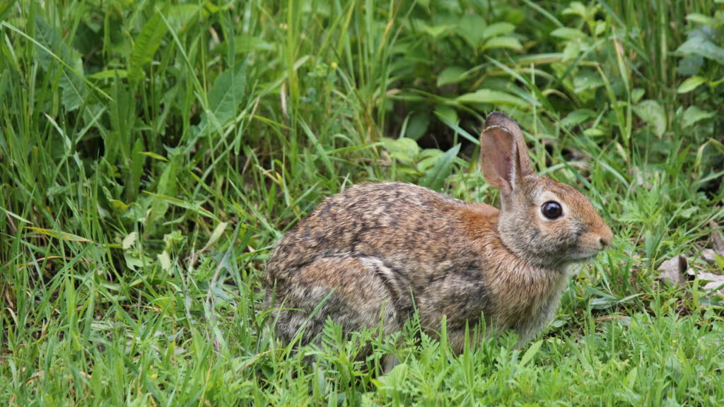 Animal extinto há 120 anos reaparece e assusta cientistas