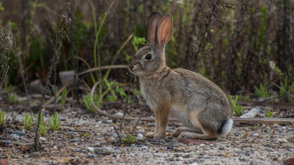 Animal extinto há 120 anos reaparece e assusta cientistas