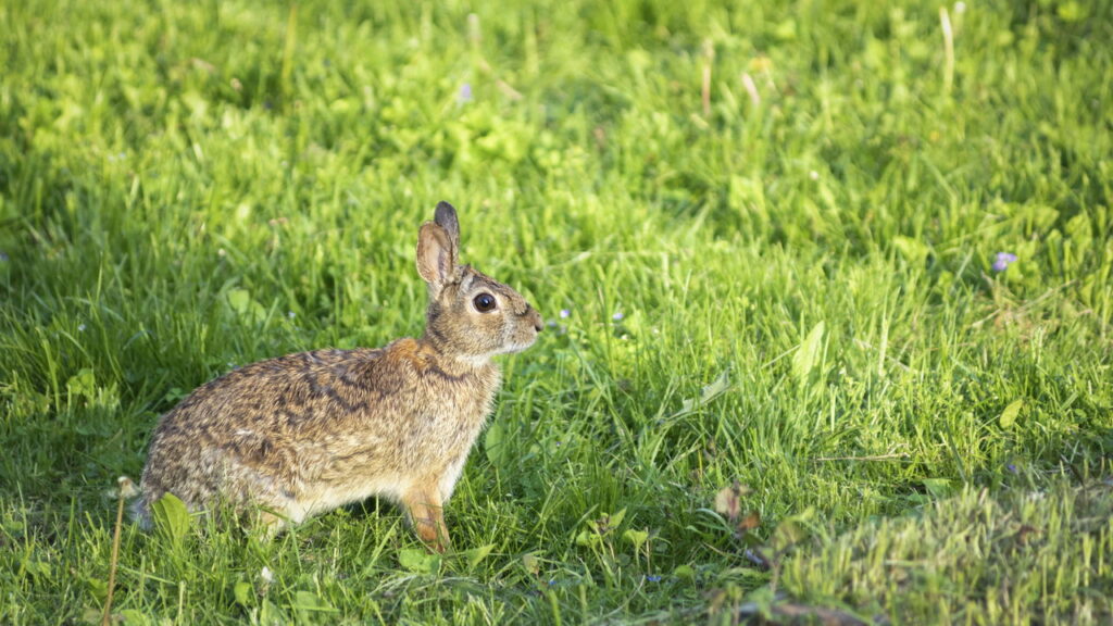 Animal extinto há 120 anos reaparece e assusta cientistas