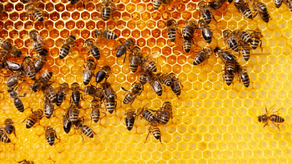 Como as abelhas comunicam rotas e distâncias para outras abelhas? A dança da colmeia