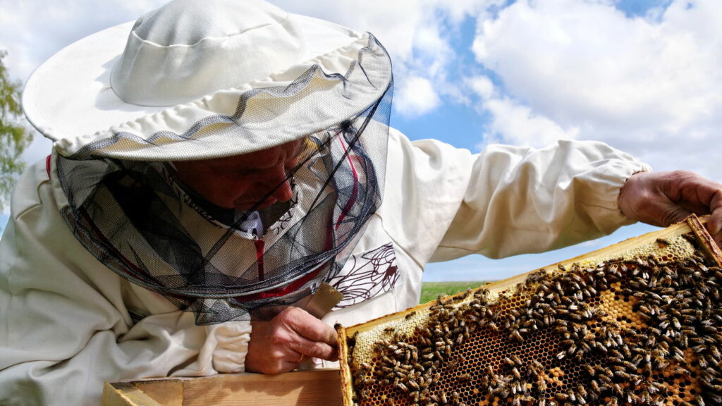 Como as abelhas comunicam rotas e distâncias para outras abelhas? A dança da colmeia