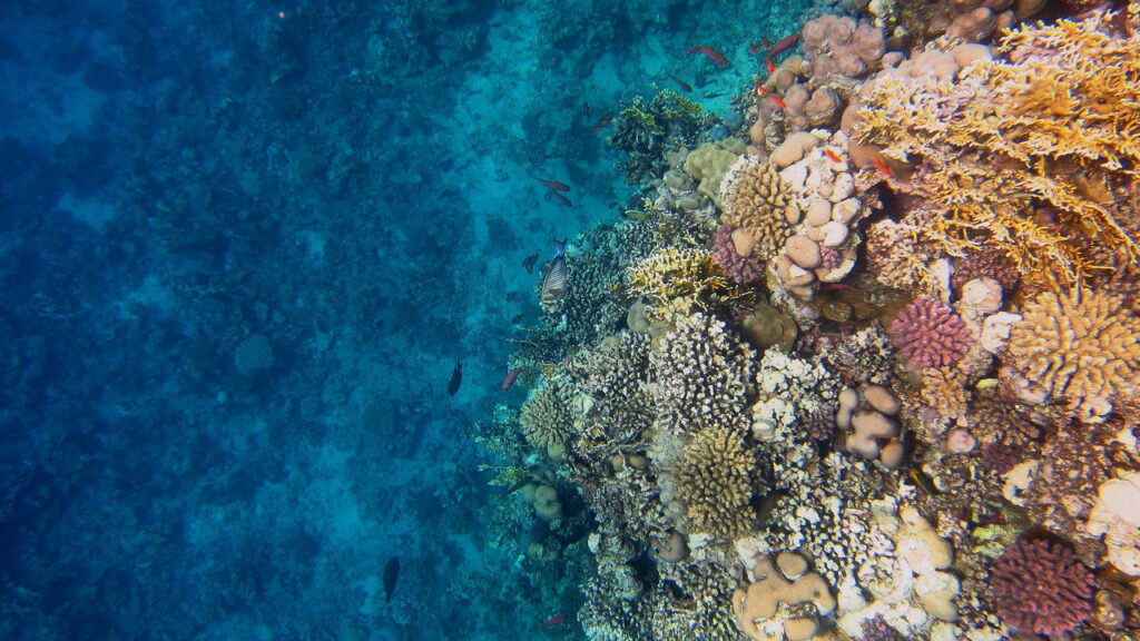 Maior animal marinho do mundo é descoberto, e não é a baleia azul