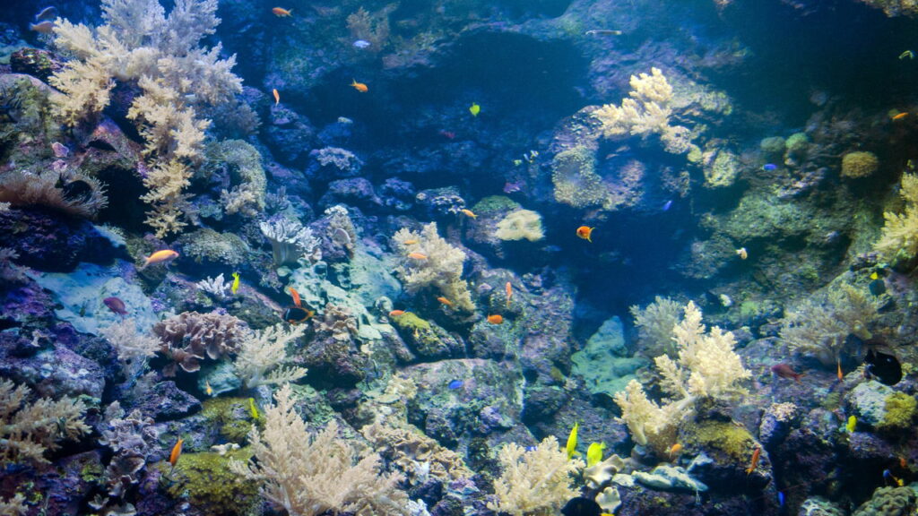 Maior animal marinho do mundo é descoberto, e não é a baleia azul