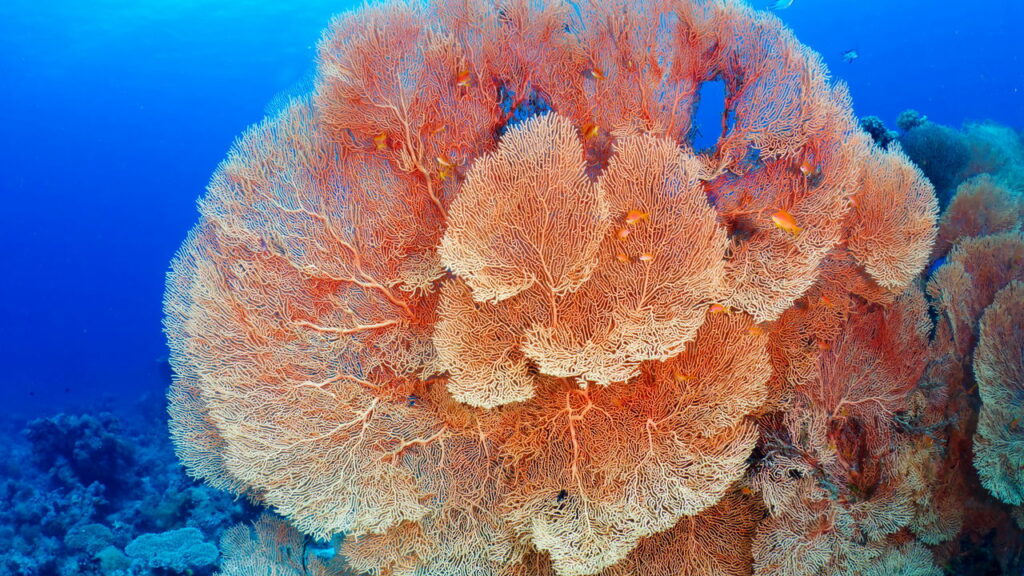 Por que alguns corais brilham no escuro? A química por trás das cores no fundo do mar