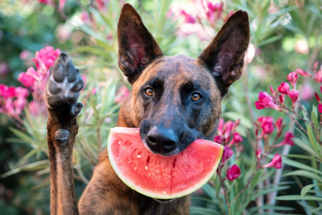 4 características do cachorro da raça pastor holandês 