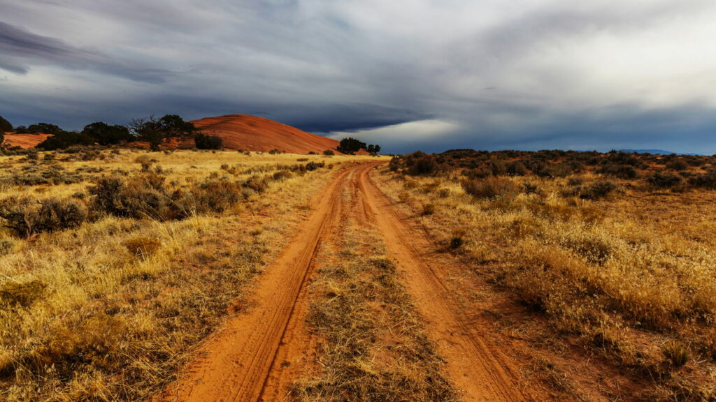 O que faz alguns desertos florescerem da noite para o dia após uma chuva rara?
