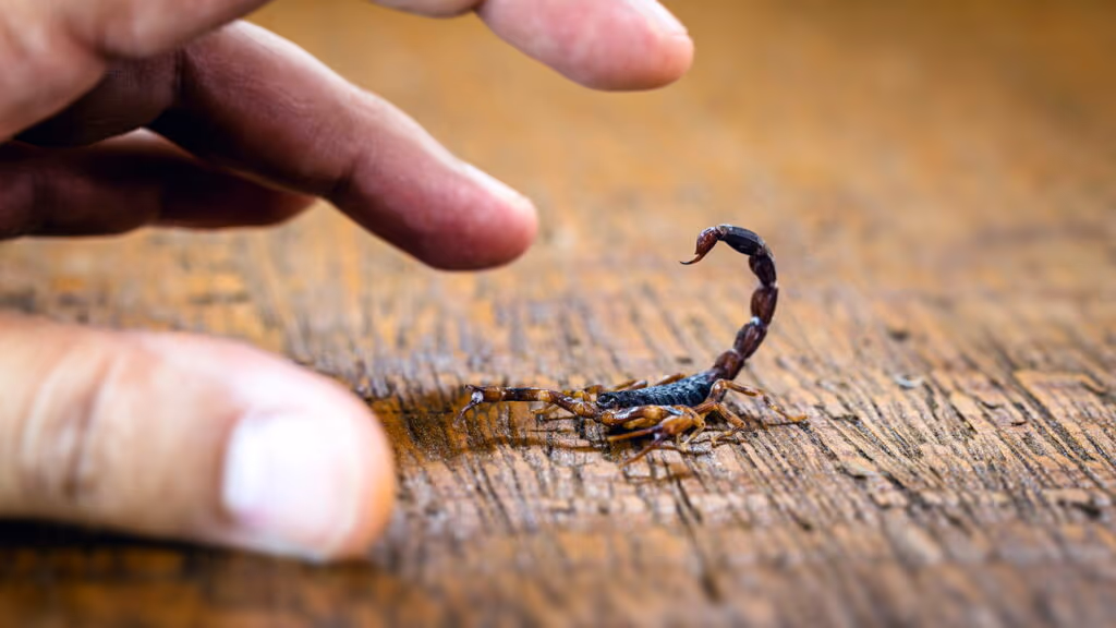 Como saber se tem escorpiões amarelos dentro de casa e como evitar