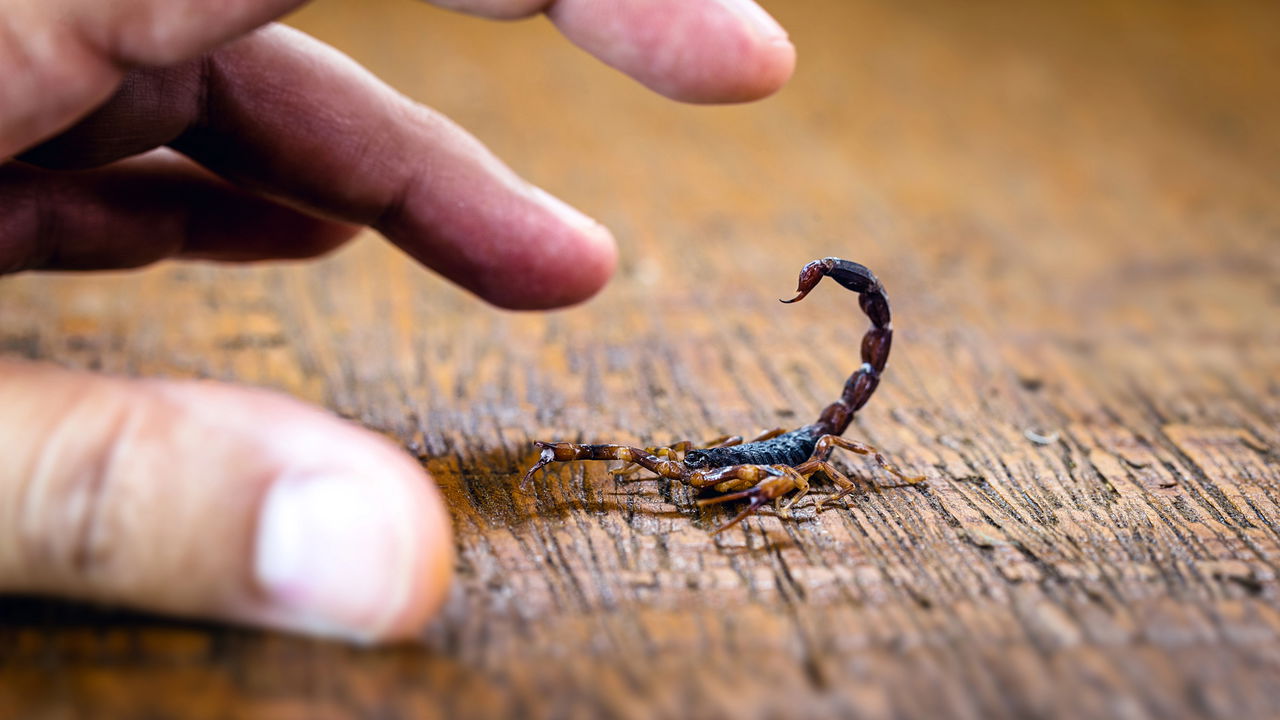 Como saber se tem escorpiões amarelos dentro de casa e como evitar