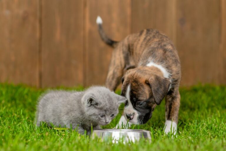 8 doenças comuns em filhotes de cachorro e gato 