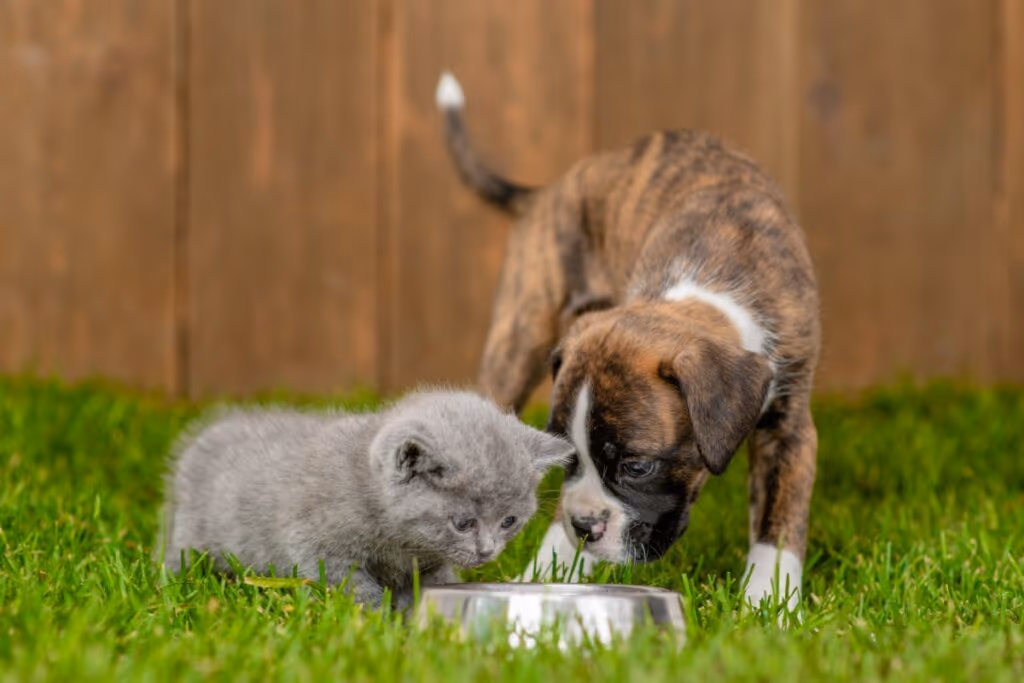 8 doenças comuns em filhotes de cachorro e gato 