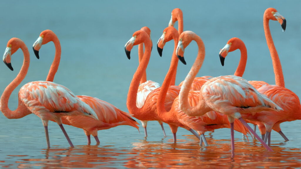 Por que os flamingos ficam em pé sobre uma perna só?