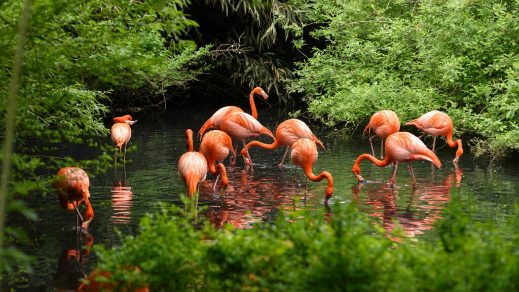 Por que os flamingos ficam em pé sobre uma perna só?