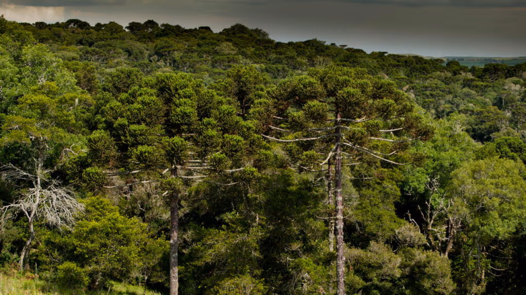 Homem é flagrado morando em mansão isolada em floresta na Escócia