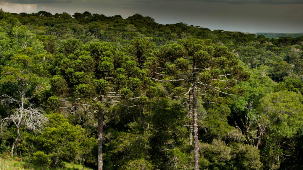 Homem é flagrado morando em mansão isolada em floresta na Escócia
