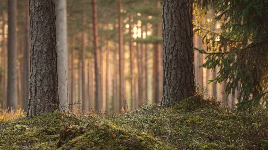 O segredo por trás da floresta que muda de lugar e desafia a natureza