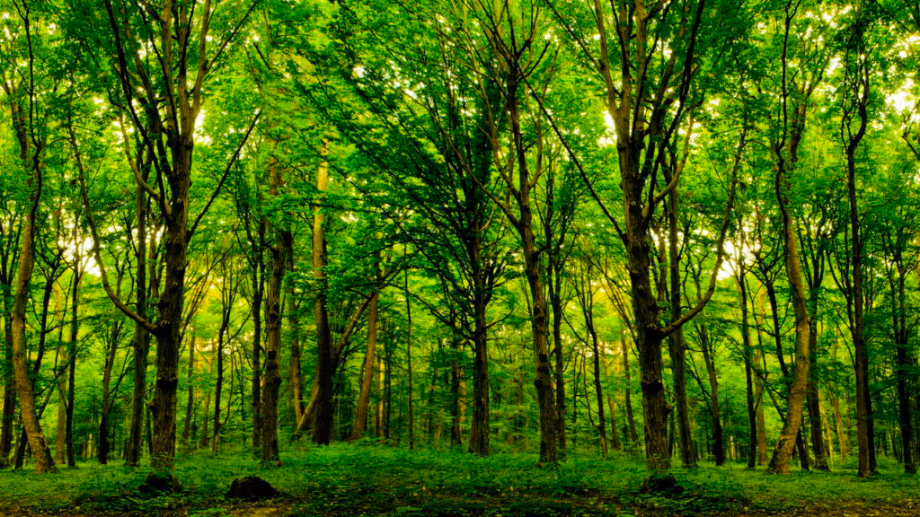 Esse fenômeno transforma florestas em paisagens congeladas da noite para o dia