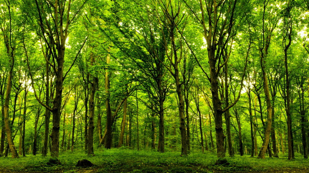 Esse fenômeno transforma florestas em paisagens congeladas da noite para o dia