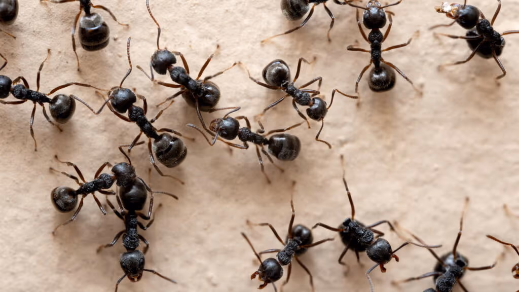 Como formigas conseguem atravessar obstáculos com pontes vivas
