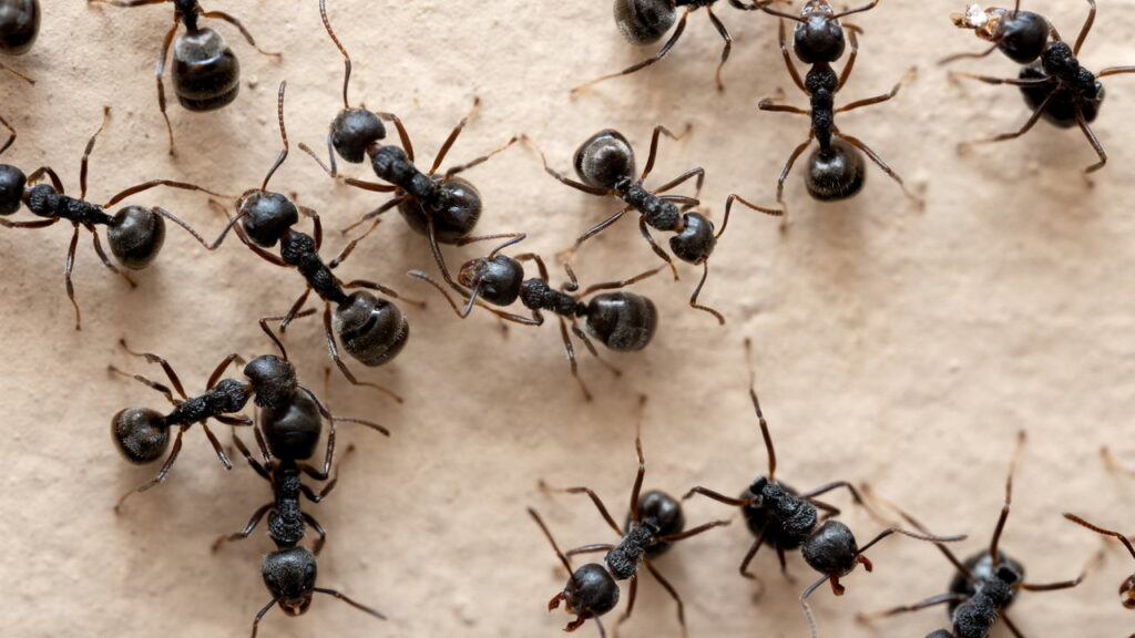 Como formigas conseguem atravessar obstáculos com pontes vivas