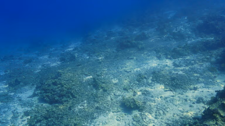 Maior animal marinho do mundo foi descoberto, e não é a baleia azul
