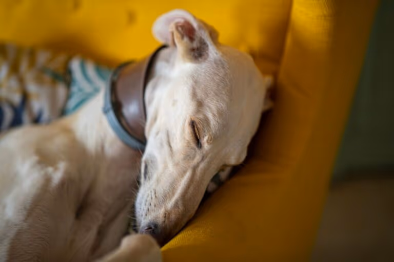 6 diferenças entre os cães das raças whippet e galgo inglês