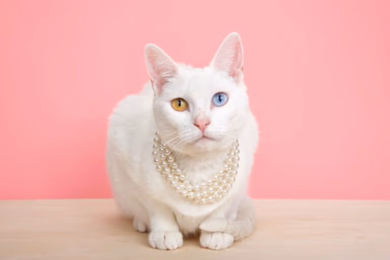 12 nomes fofos para gatos