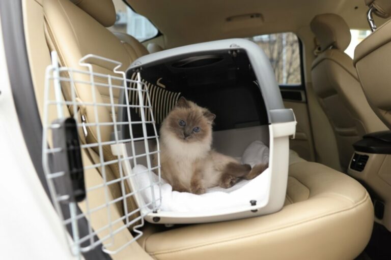 Veja como se preparar para viajar com o seu animal