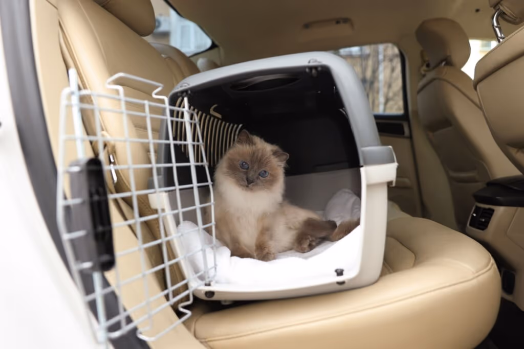 Veja como se preparar para viajar com o seu animal
