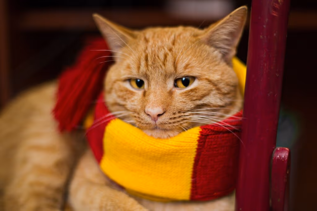 12 nomes de personagens de livros para gatos