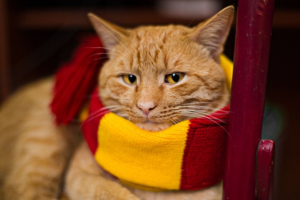 12 nomes de personagens de livros para gatos