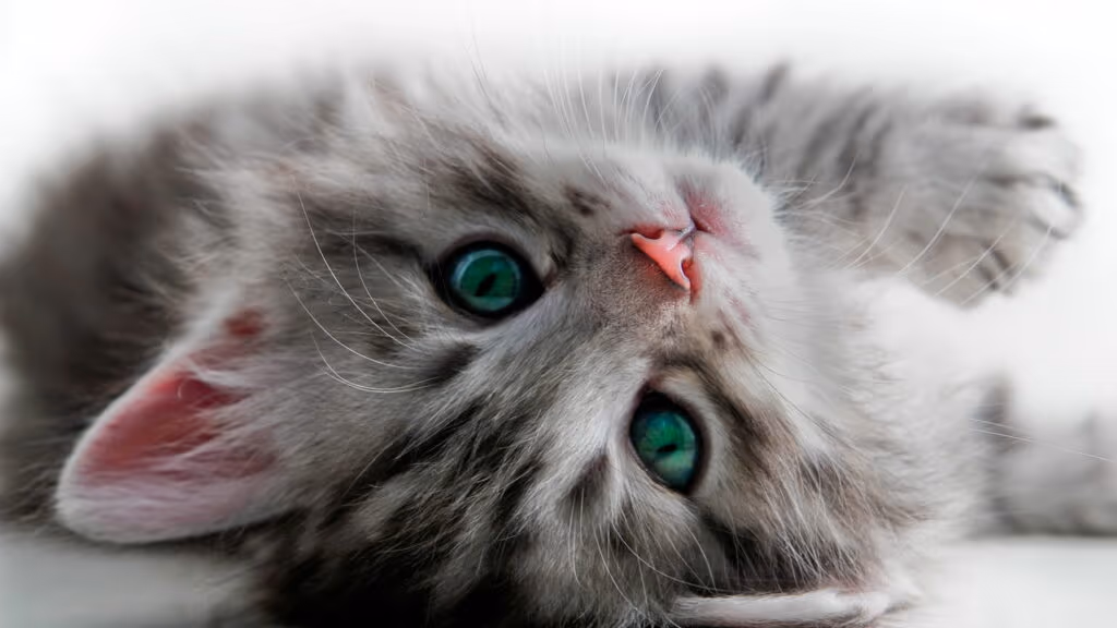 7 alimentos humanos que nunca devem ser oferecidos a pets