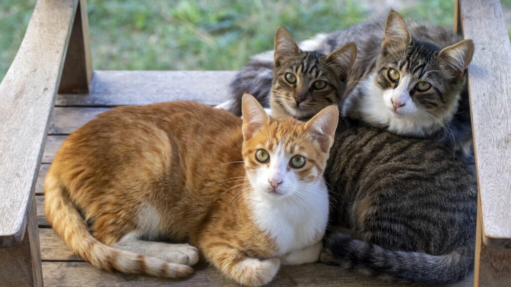 O cuidado que você deve ter na hora de escovar os gatos