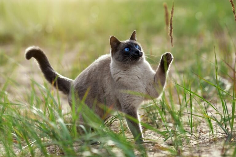 7 diferenças entre os gatos das raças thai e siamês 