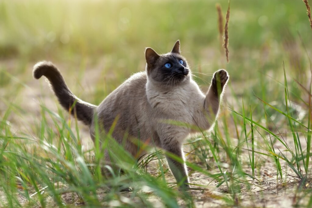 7 diferenças entre os gatos das raças thai e siamês 