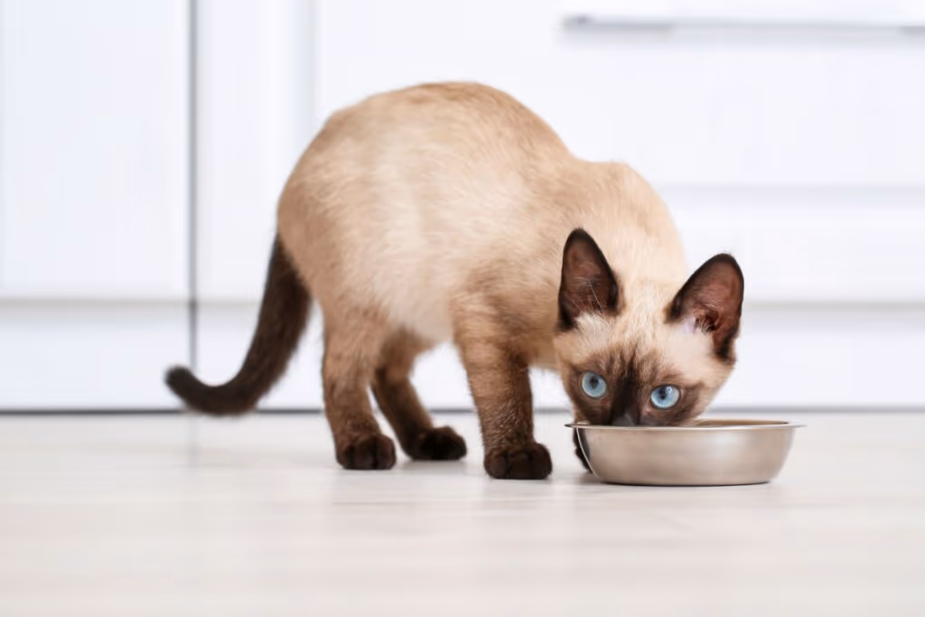 4 características do gato da raça thai