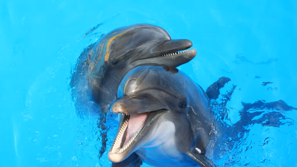 Como os golfinhos dormem sem se afogar? A resposta surpreende até cientistas