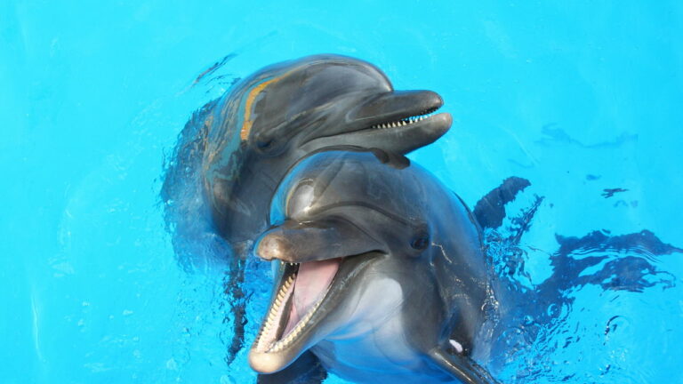Imagem Item